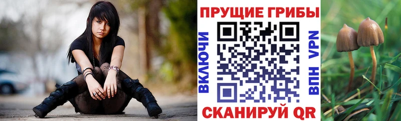 Псилоцибиновые грибы мицелий  Королёв 
